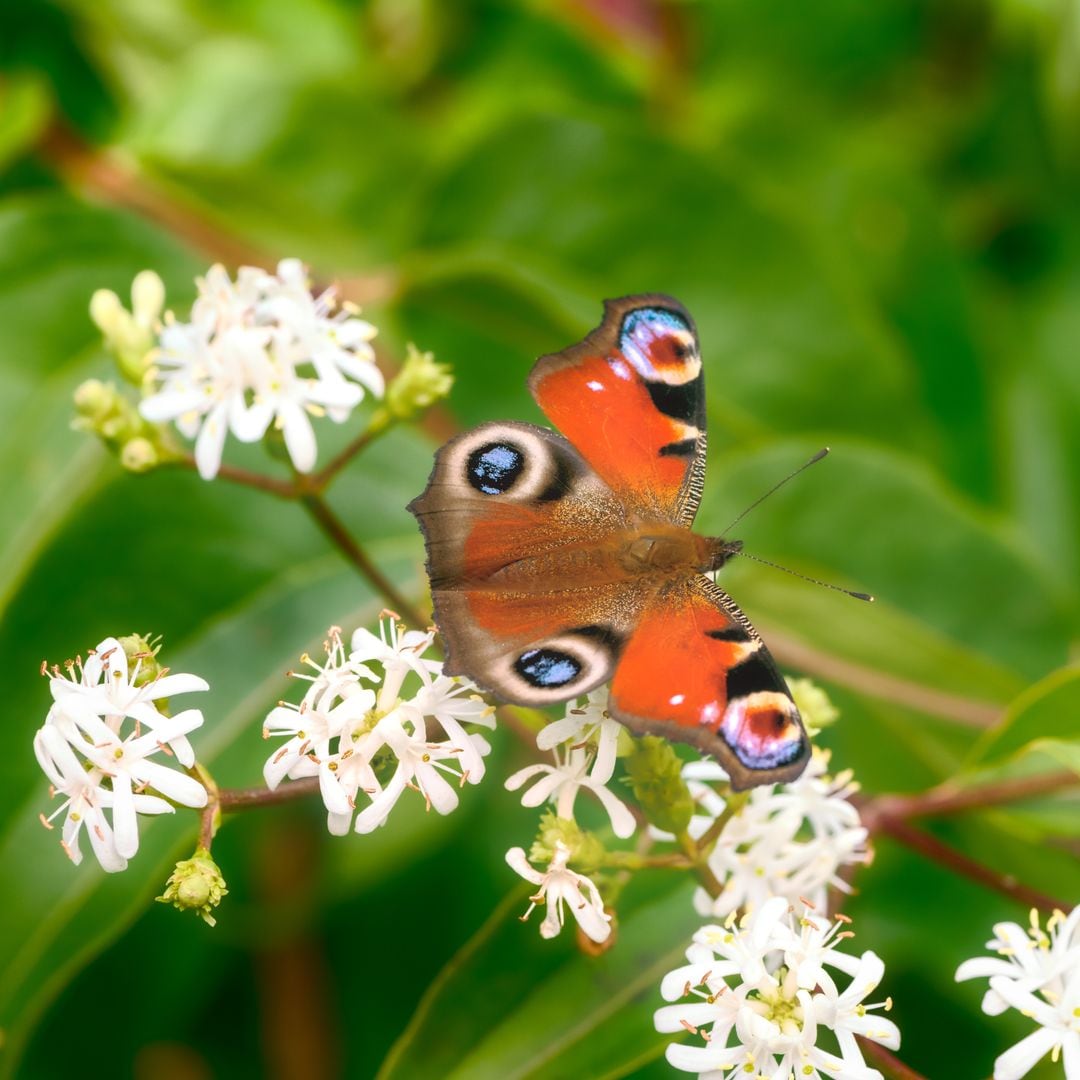 Árbol de los siete hijos: así se planta y se cuida esta bonita flor que recuerda al jazmín