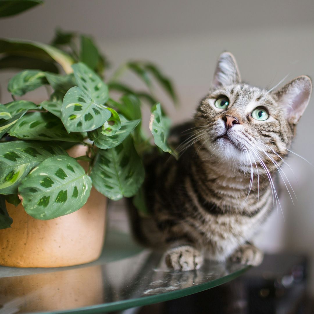 Del poto a la monstera: 10 plantas muy comunes en casa que pueden ser tóxicas para perros y gatos