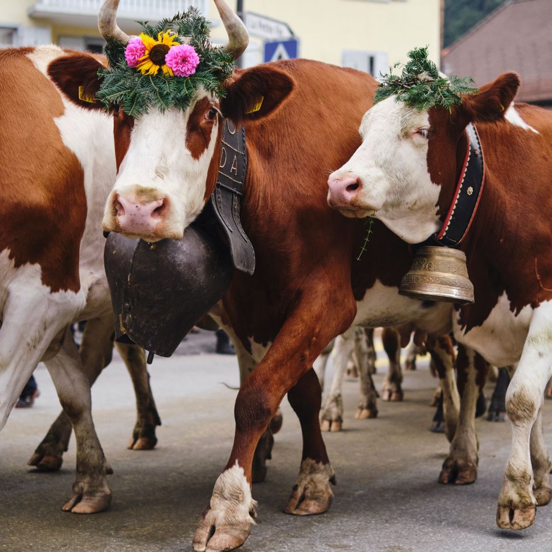 Fiesta del Désalpe en Charmey, Suiza