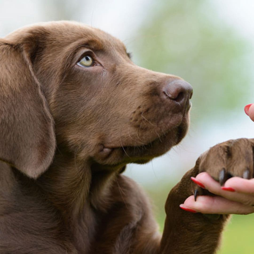 Ácaros en los perros: cómo les afecta y qué hacer