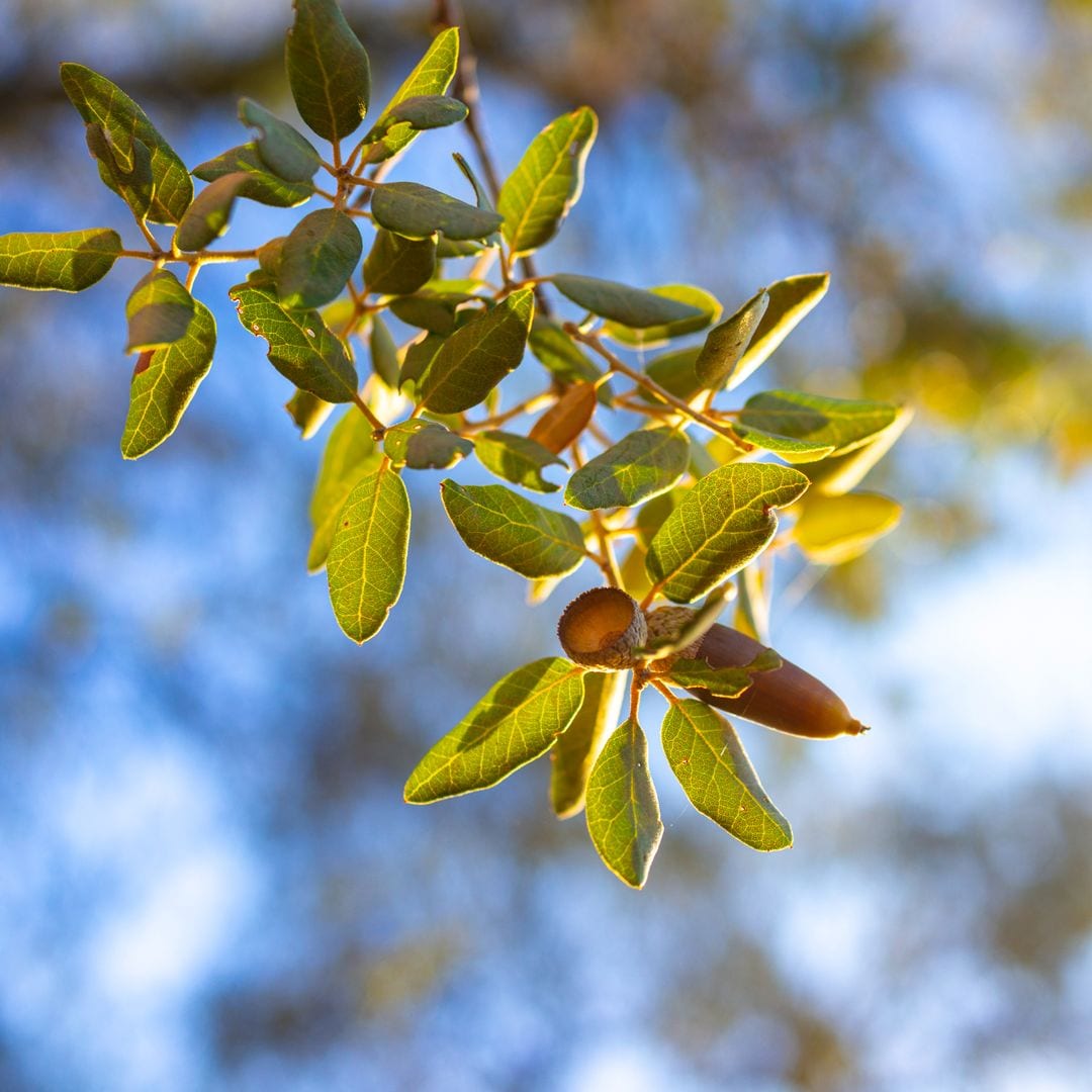 Dehesa de encinas, Los Pedroches, Córdoba
