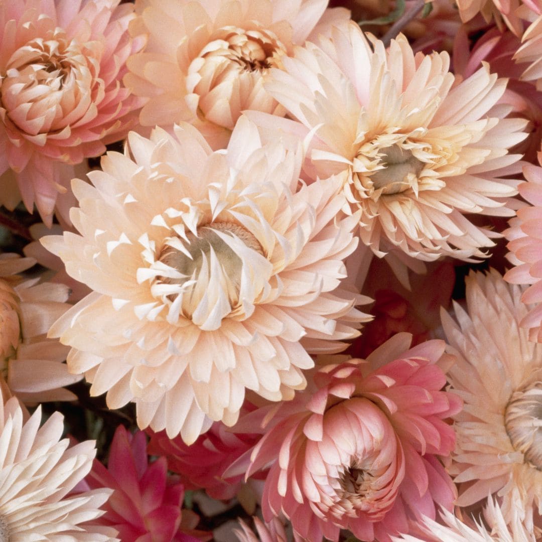 Flores del género Helichrysum secas o preservadas