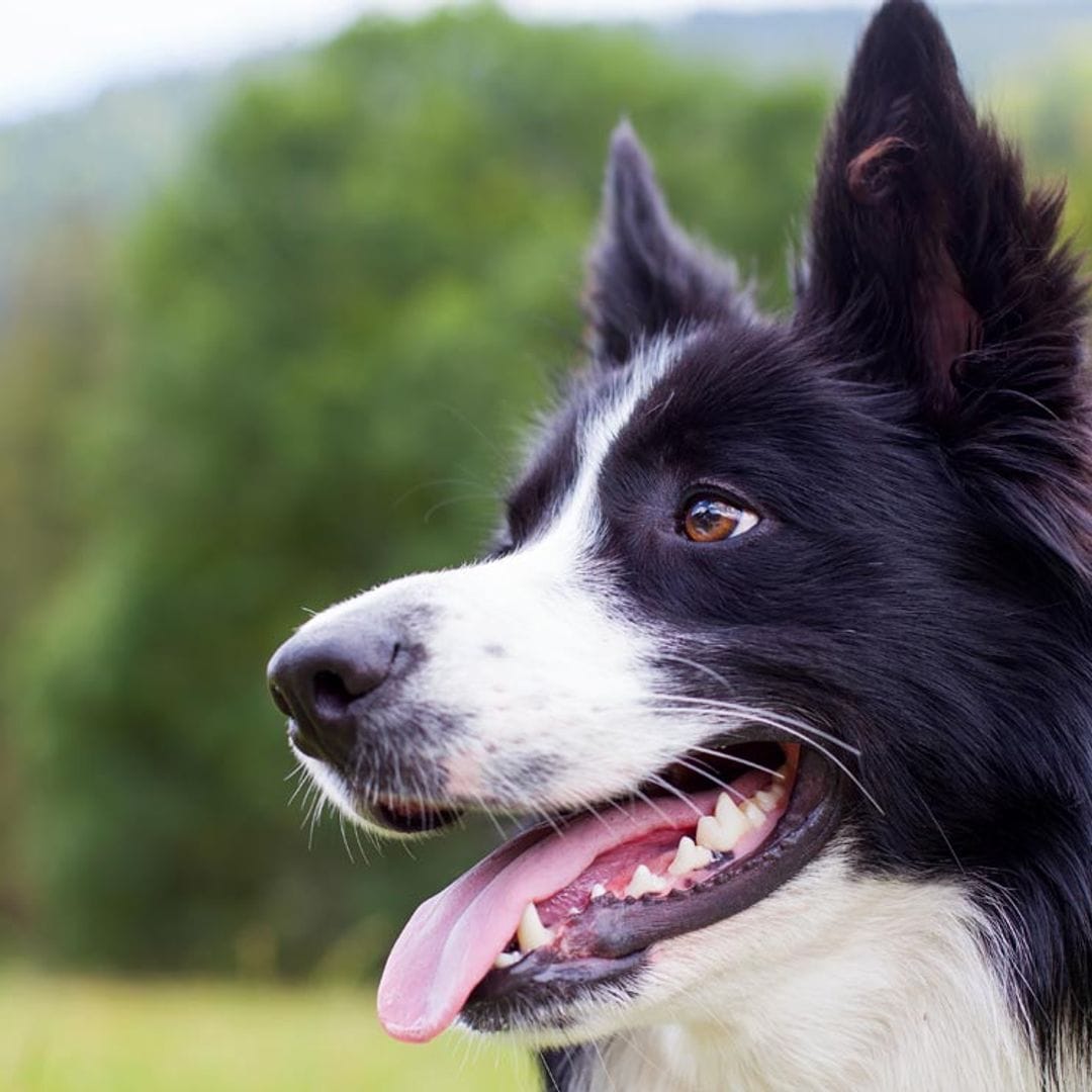 Border collie: ¿lo sabes todo sobre esta inteligente raza de perro?