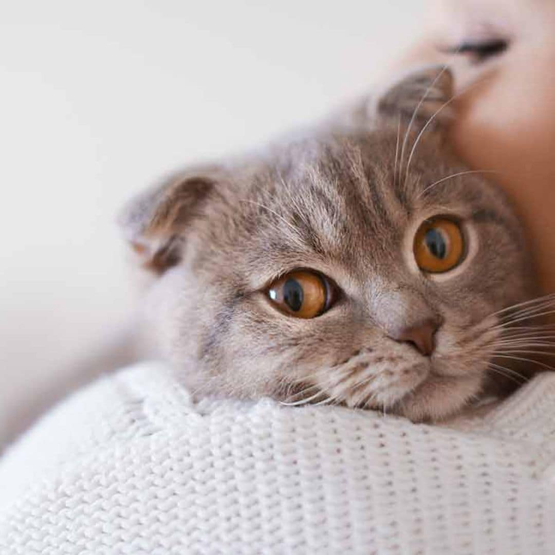 ¿Cómo perciben los gatos tus sentimientos y estado de ánimo?
