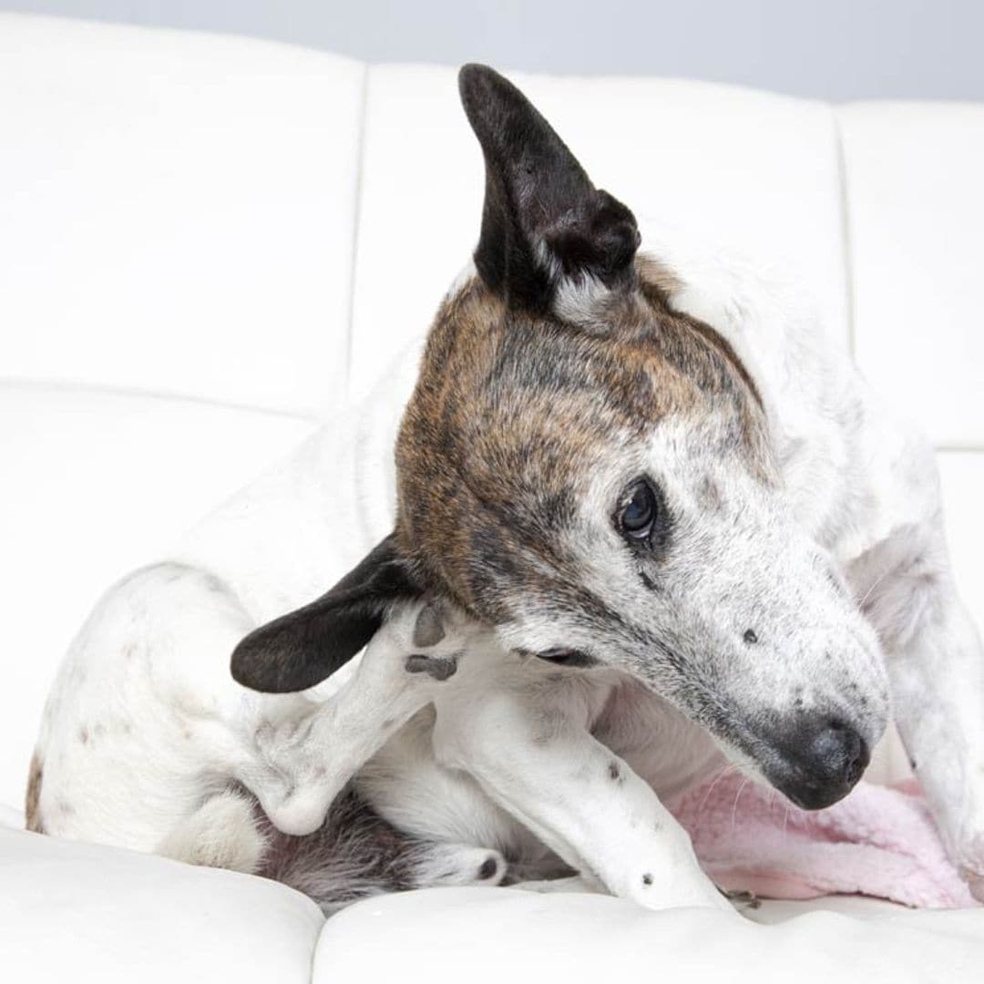 ¿Cómo se trata la dermatitis atópica u otras alergias en perros y gatos?