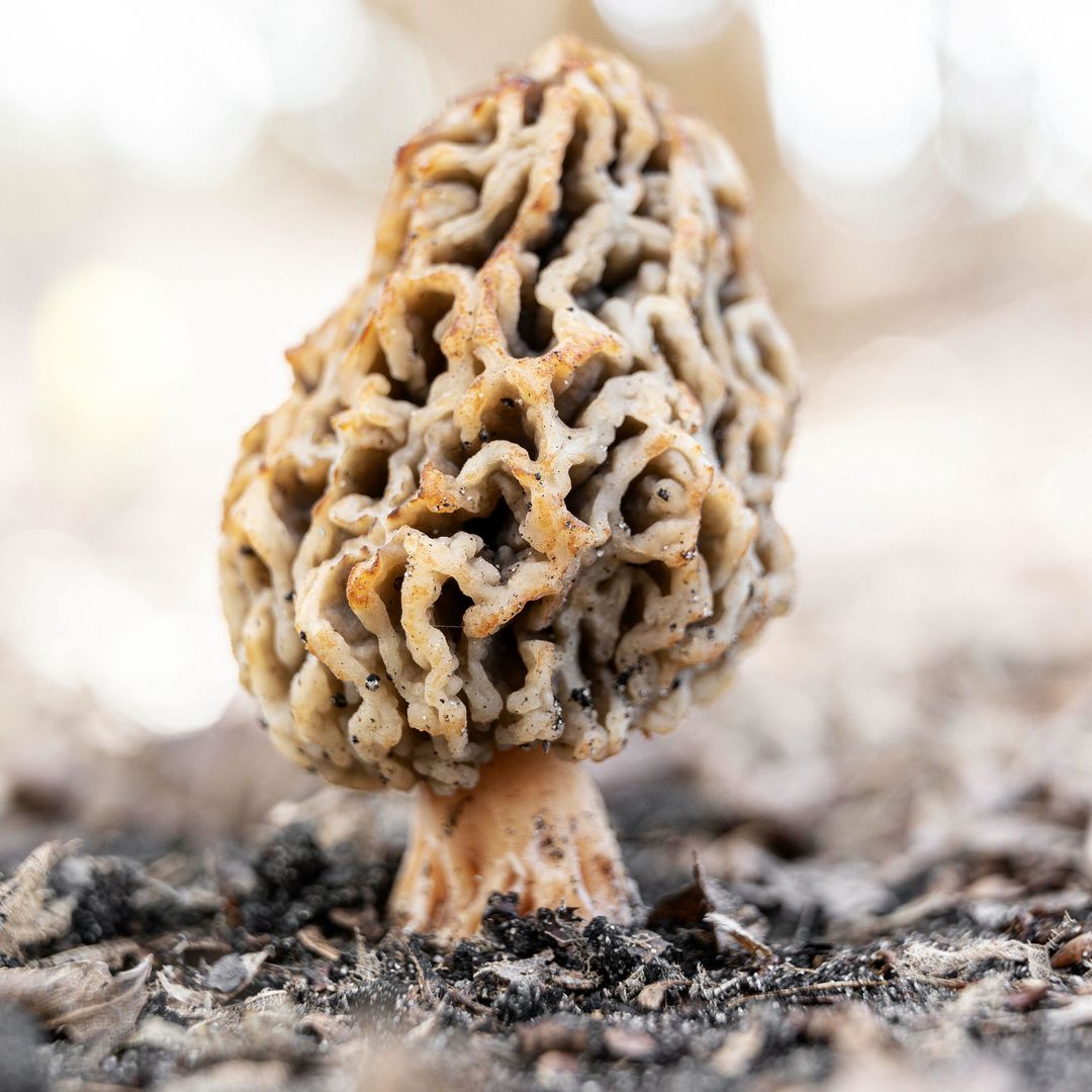 Common morel