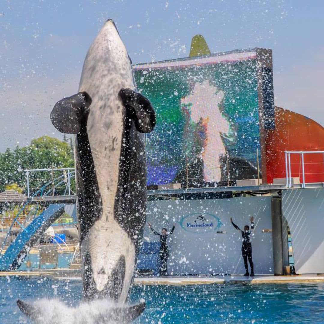 ¿Mató una orca a la entrenadora Jessica Radcliffe? La verdad tras la historia viral