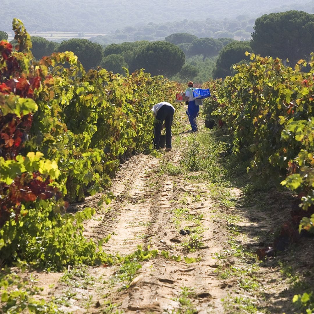 Vendimia en Abadía Retuerta LeDomaine, uno de los hoteles de lujo más exquisitos de la Ribera del Duero.