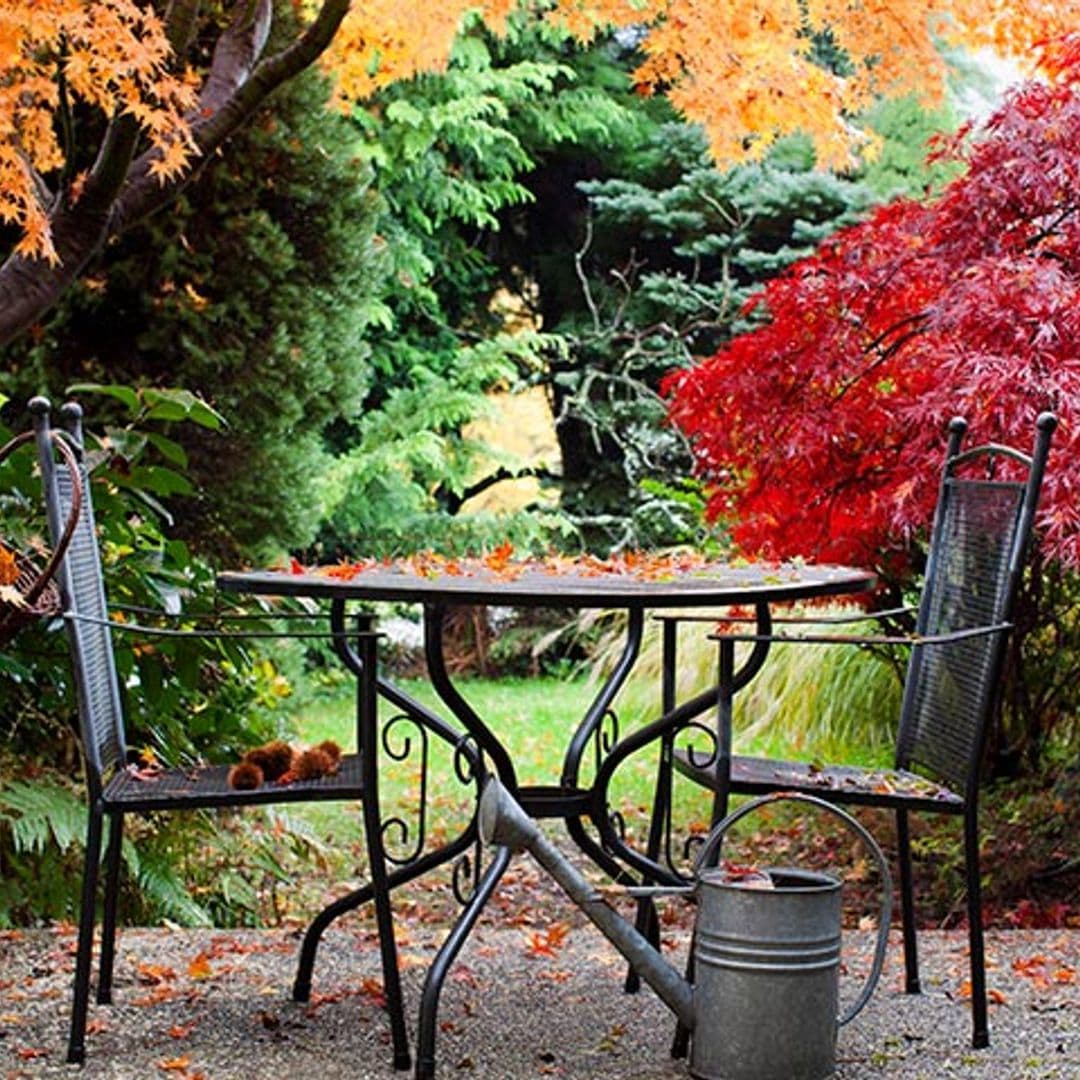 Así debes cuidar tus plantas de exterior en otoño