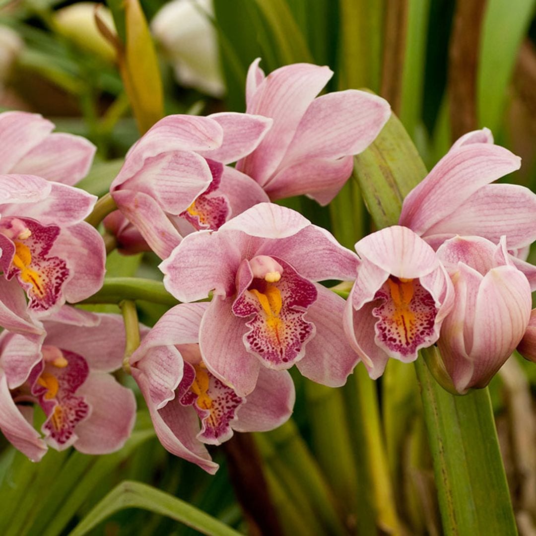 Estos son los cuidados que has de darle a tu Dendrobium para que crezca sana y feliz