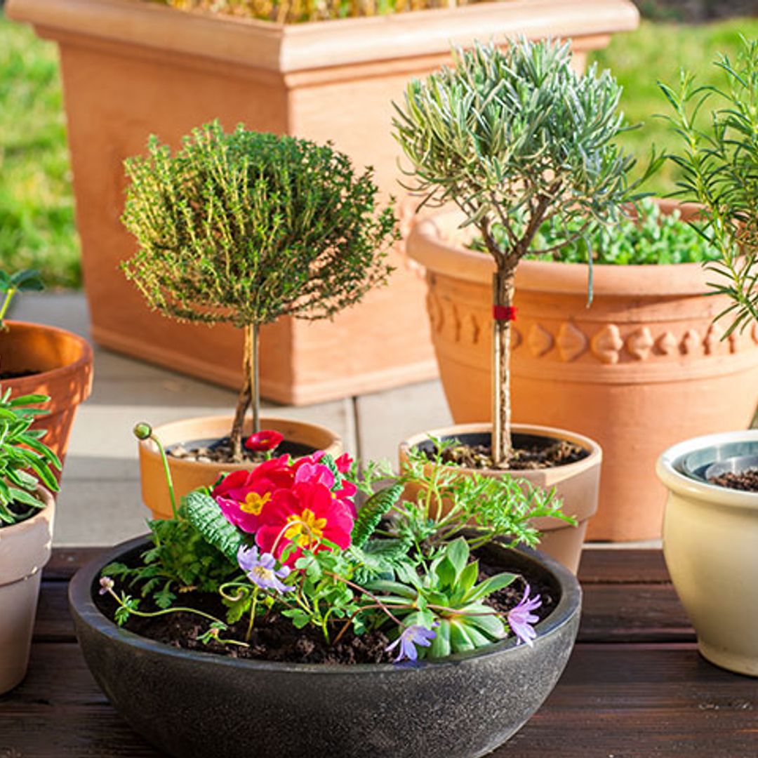 Las hierbas aromáticas se pueden utilizar para algo más que cocinar