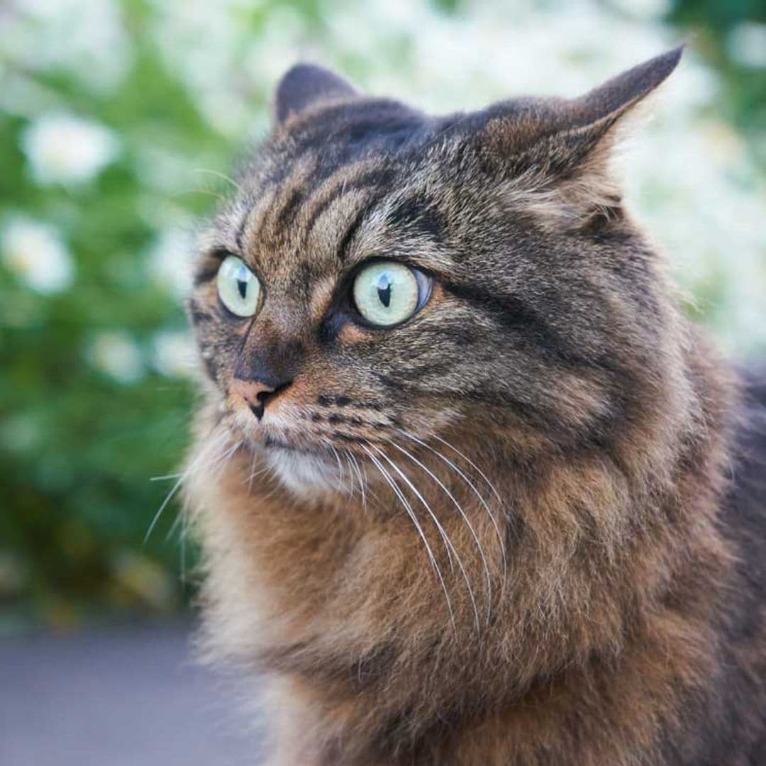 Señales que te indican que tu gato está estresado