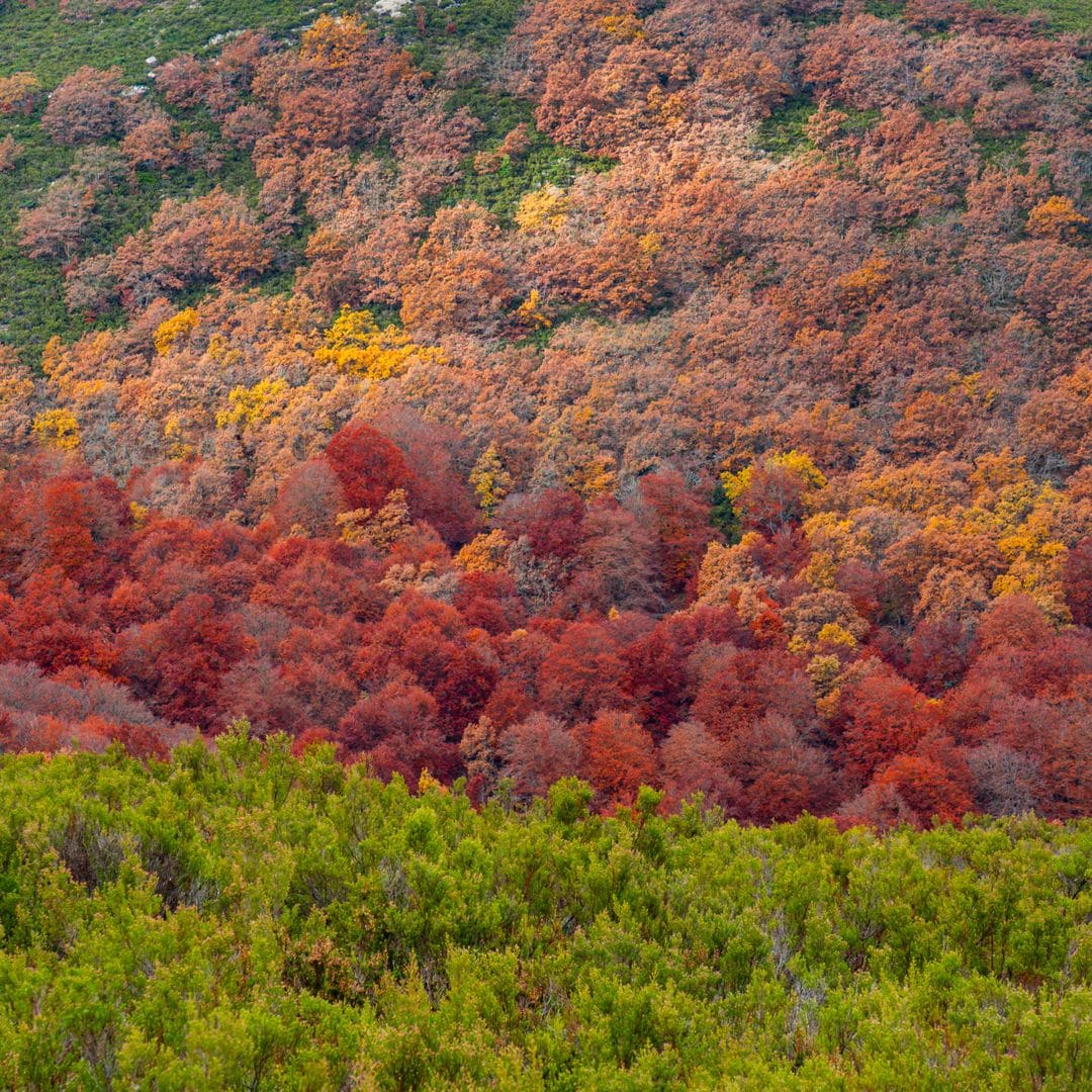 Parque Natural del Hayedo de la Pedrosa, en Segovia, durante el otoño