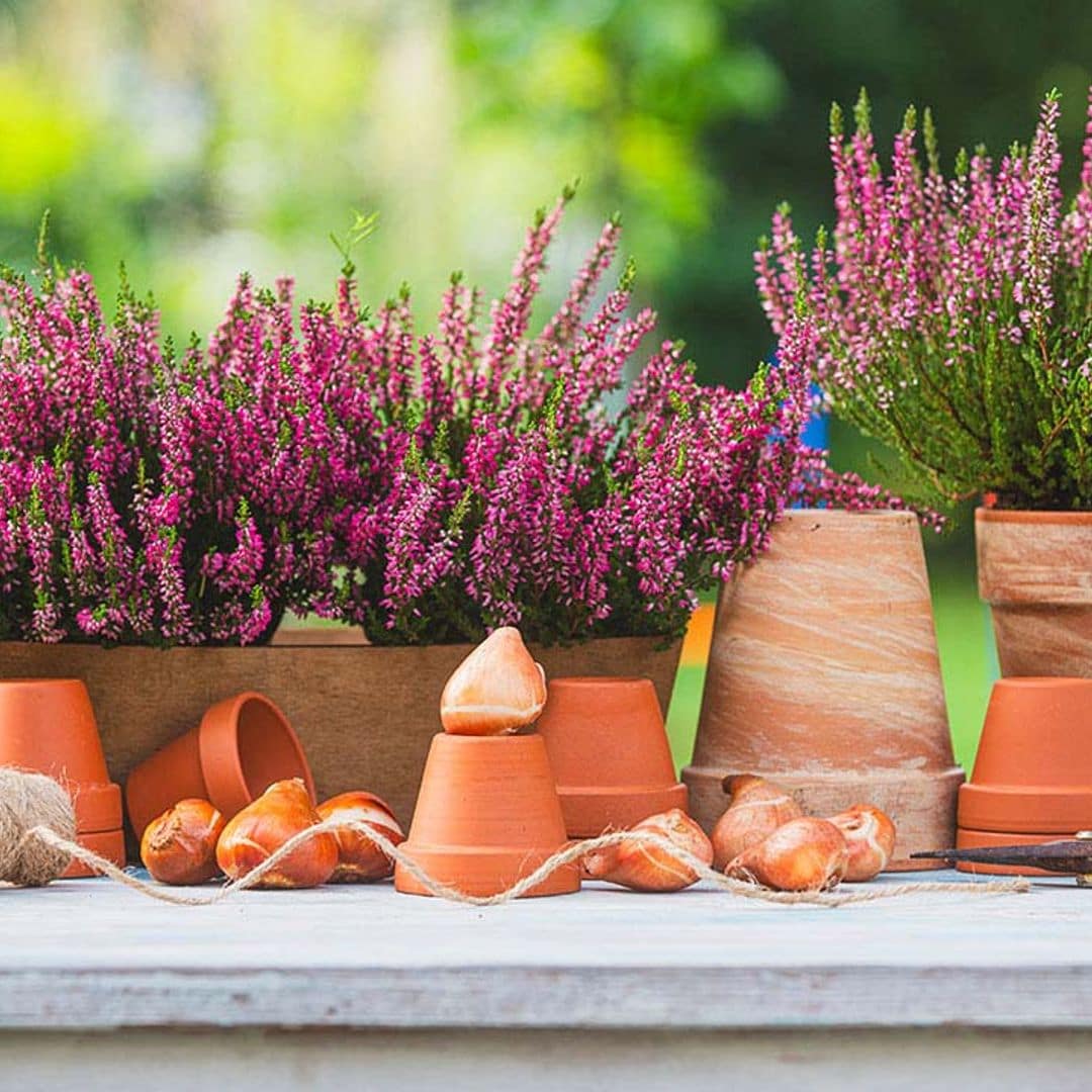 Macetas para el jardín: cómo elegir las más adecuadas para tus plantas de exterior