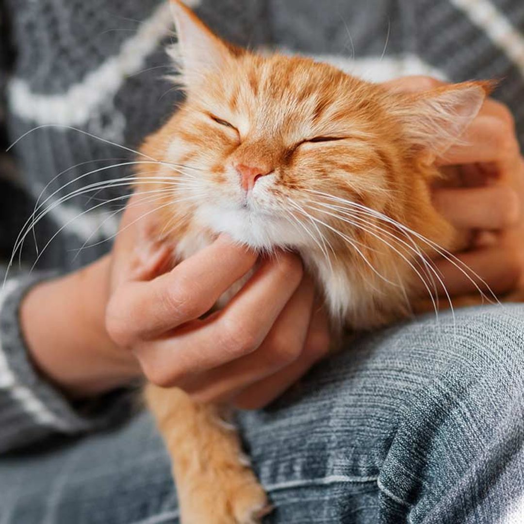 Acariciar a tu gato, ¿qué hacer cuando no se deja?