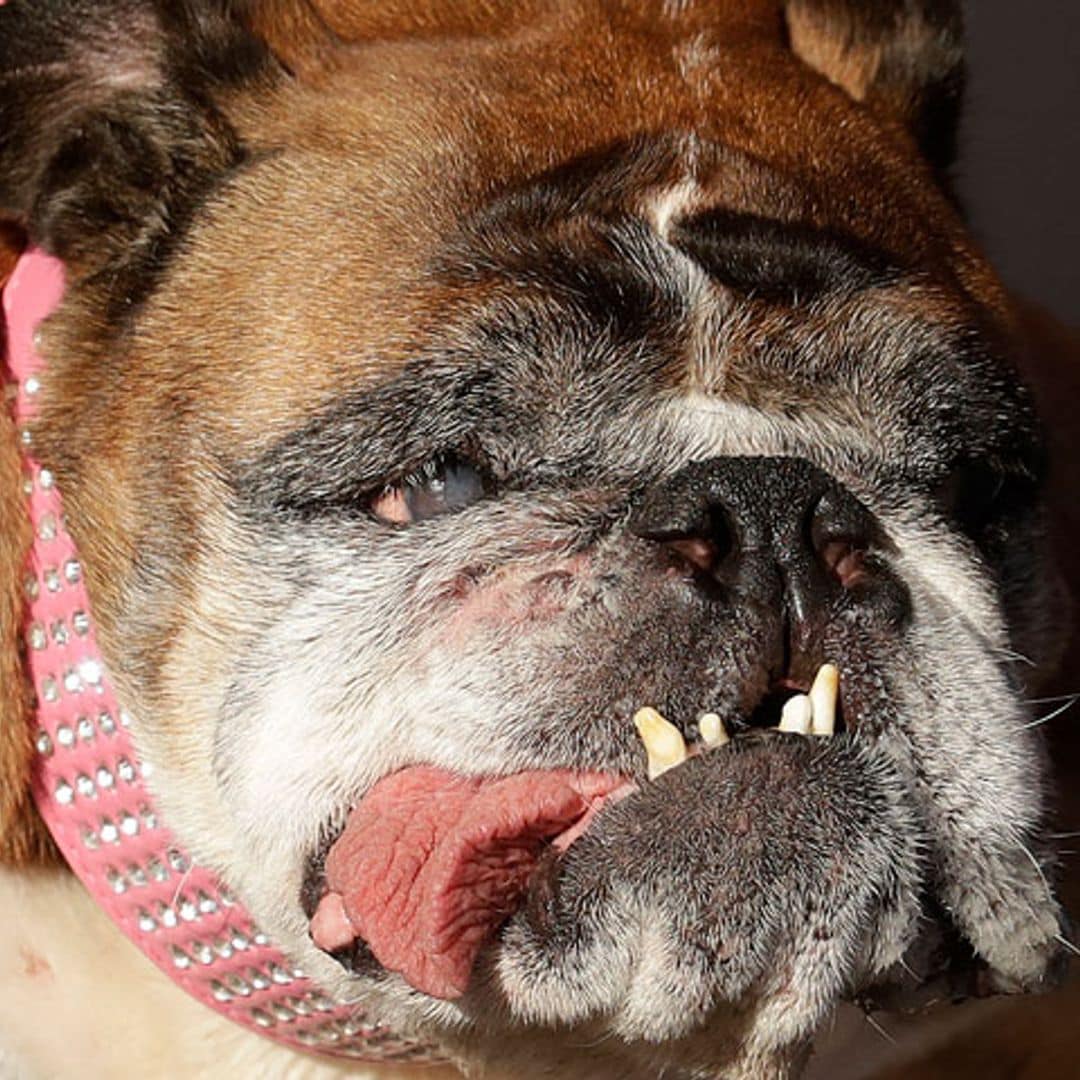 Este es, oficialmente, el perro más feo del mundo