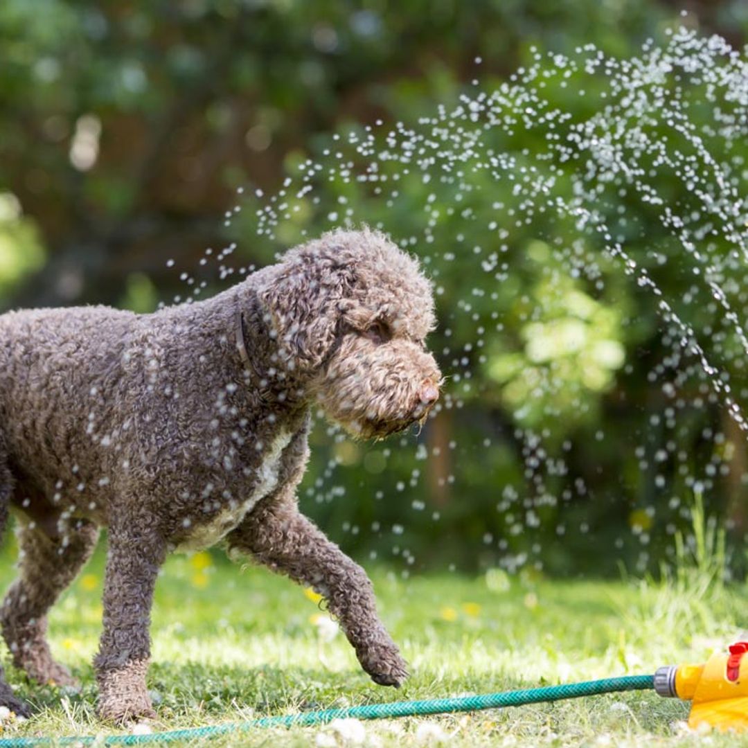 Ellos también pasan calor: consejos para un verano seguro y saludable con tu perro