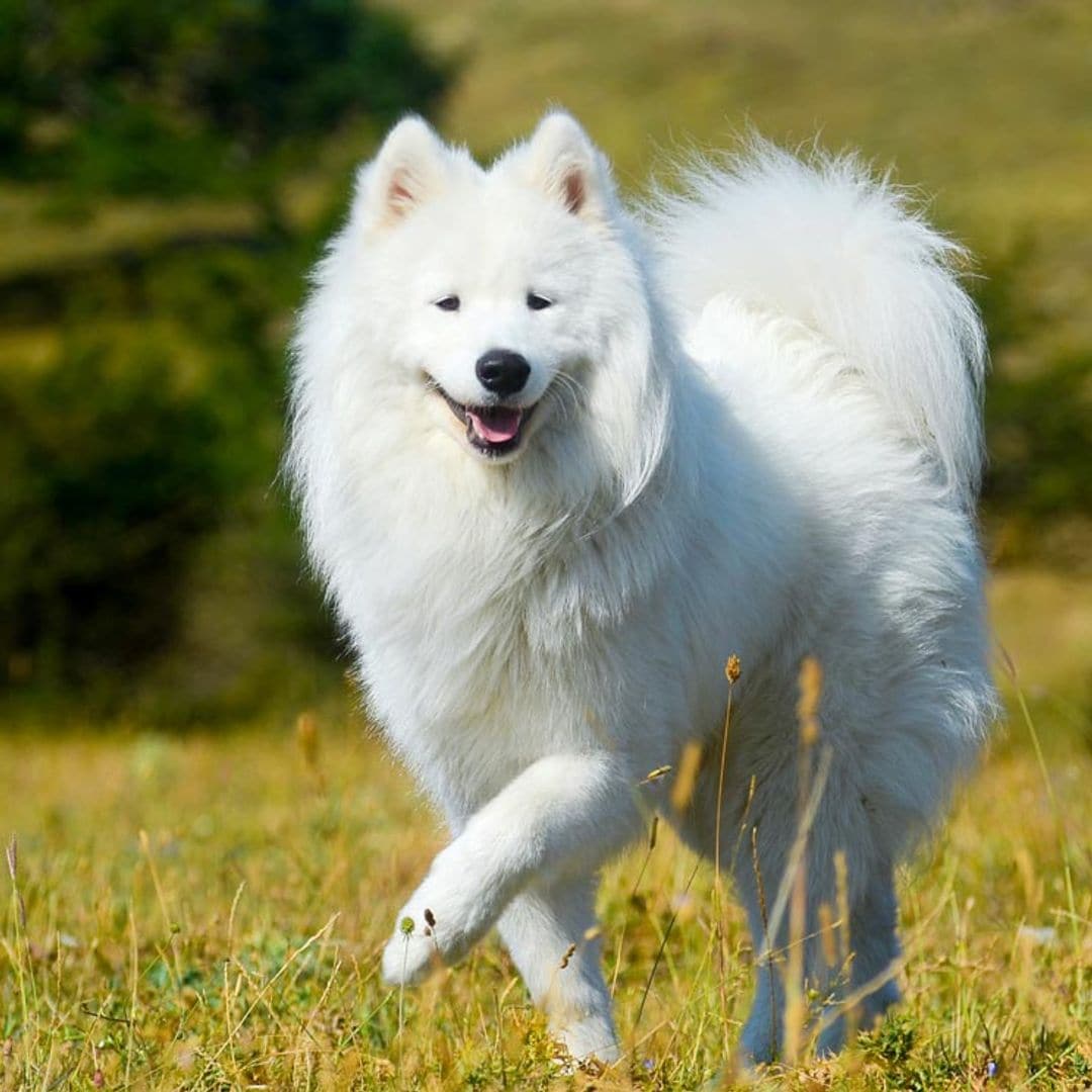 Así es el samoyedo, un compañero fiel de elegante pelaje blanco