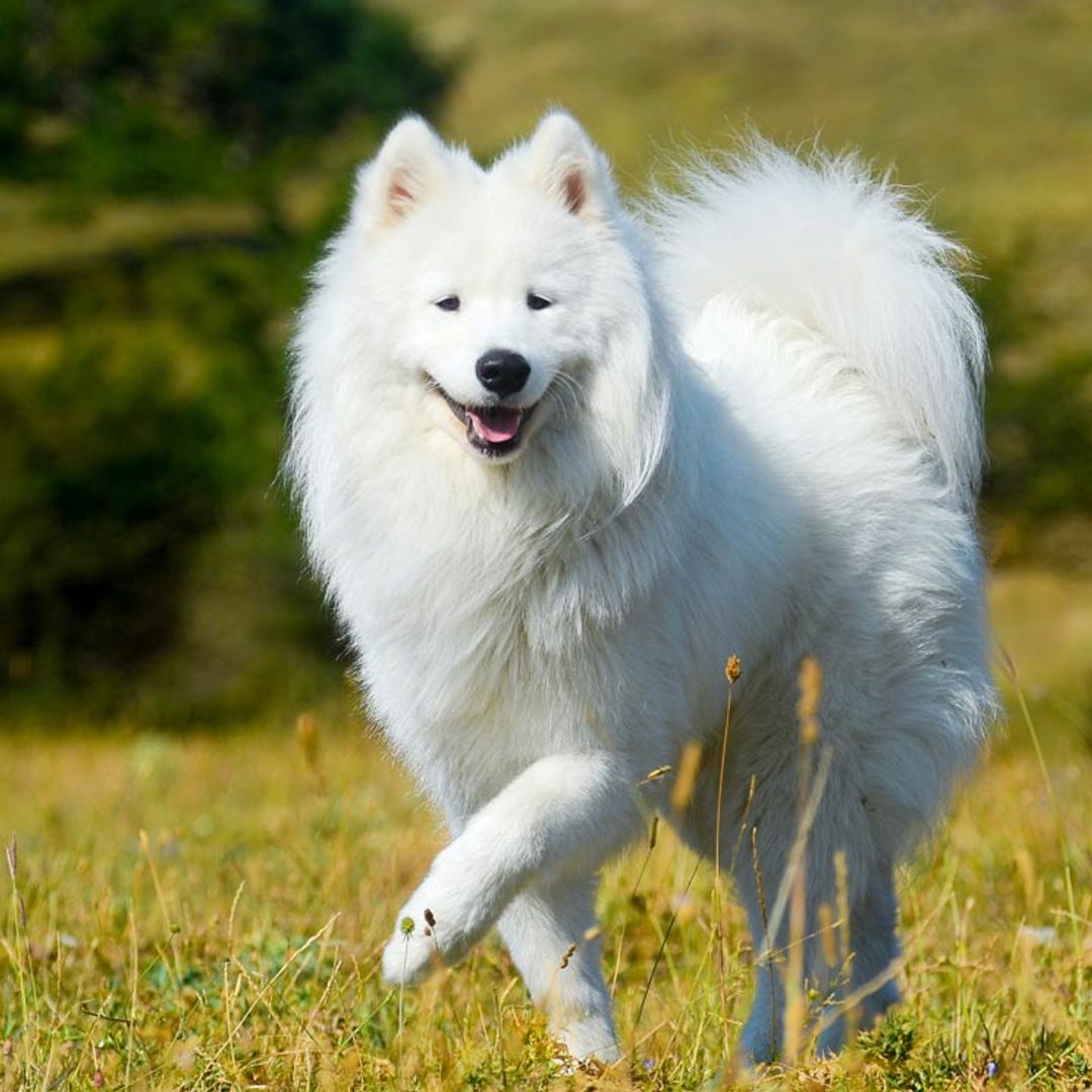 hay una raza de perro llamada spitz