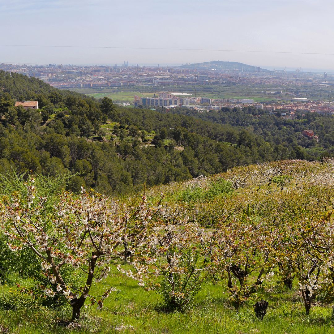 Cerezos cerca de Sant Climent de Llobregat, Barcelona