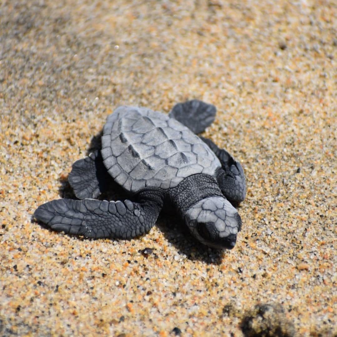 SíMiPlaneta ha liberado un aproximado de 1.4 millones de tortugas.