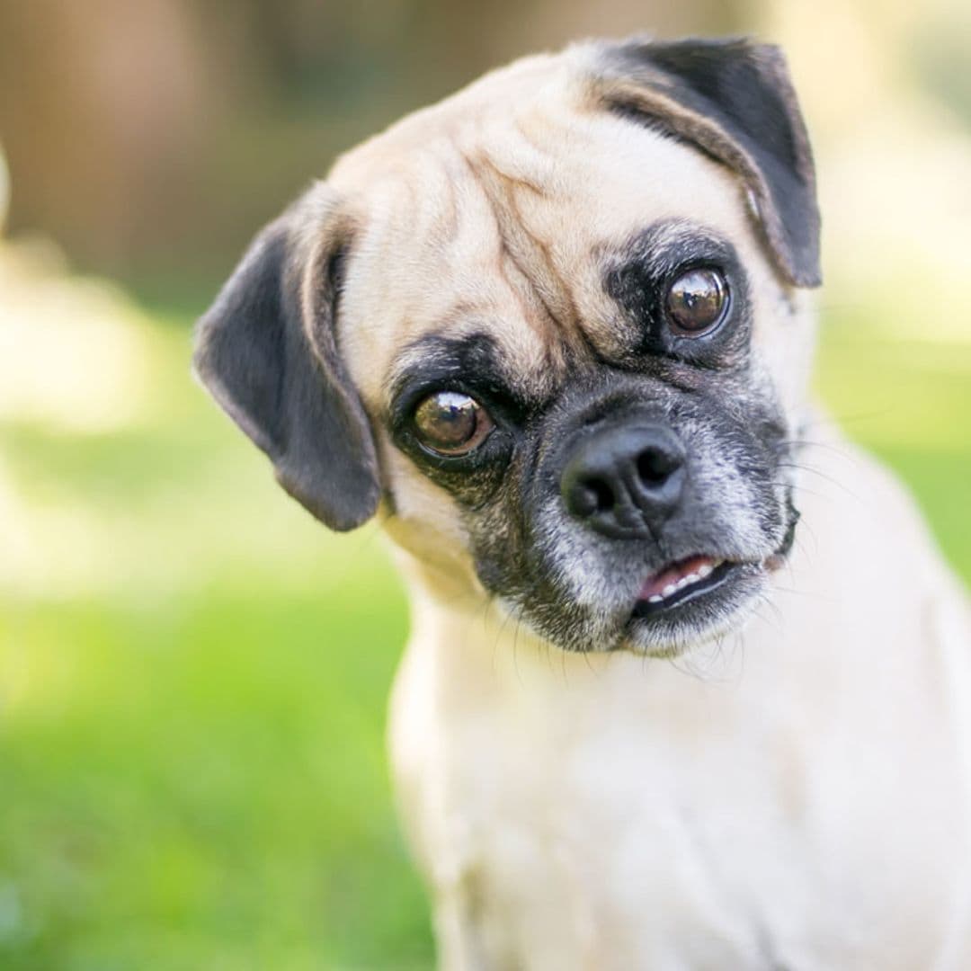 10 razas de perro híbridas ¿Reconoces estos cruces?