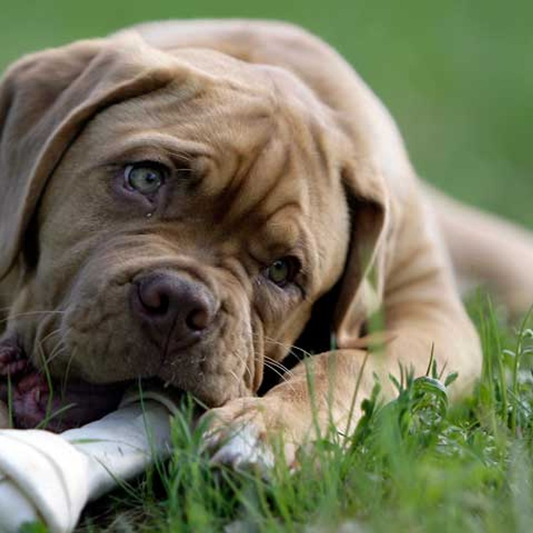 ¿Qué alimentos puedo compartir con mi perro?