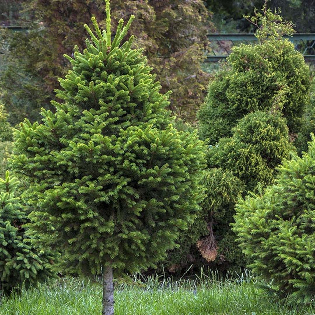 Cultiva un abeto plateado y tendrás un árbol de Navidad muy especial