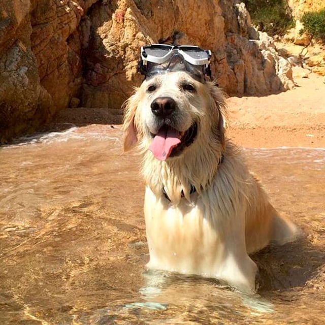 portada_herry_the_dog