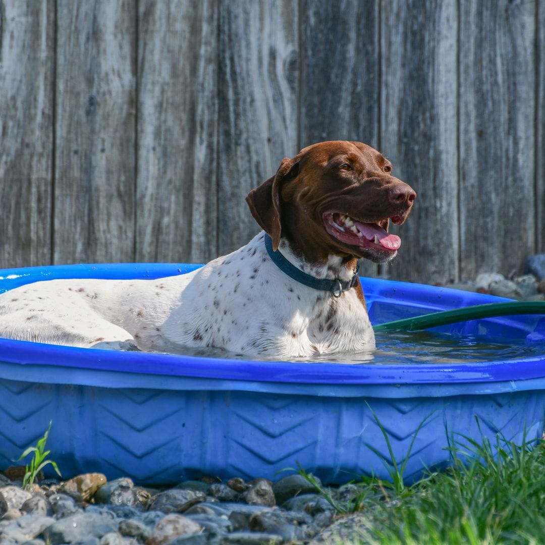 Refresca y divierte a tu perro: guía de piscinas hinchables con aspersor