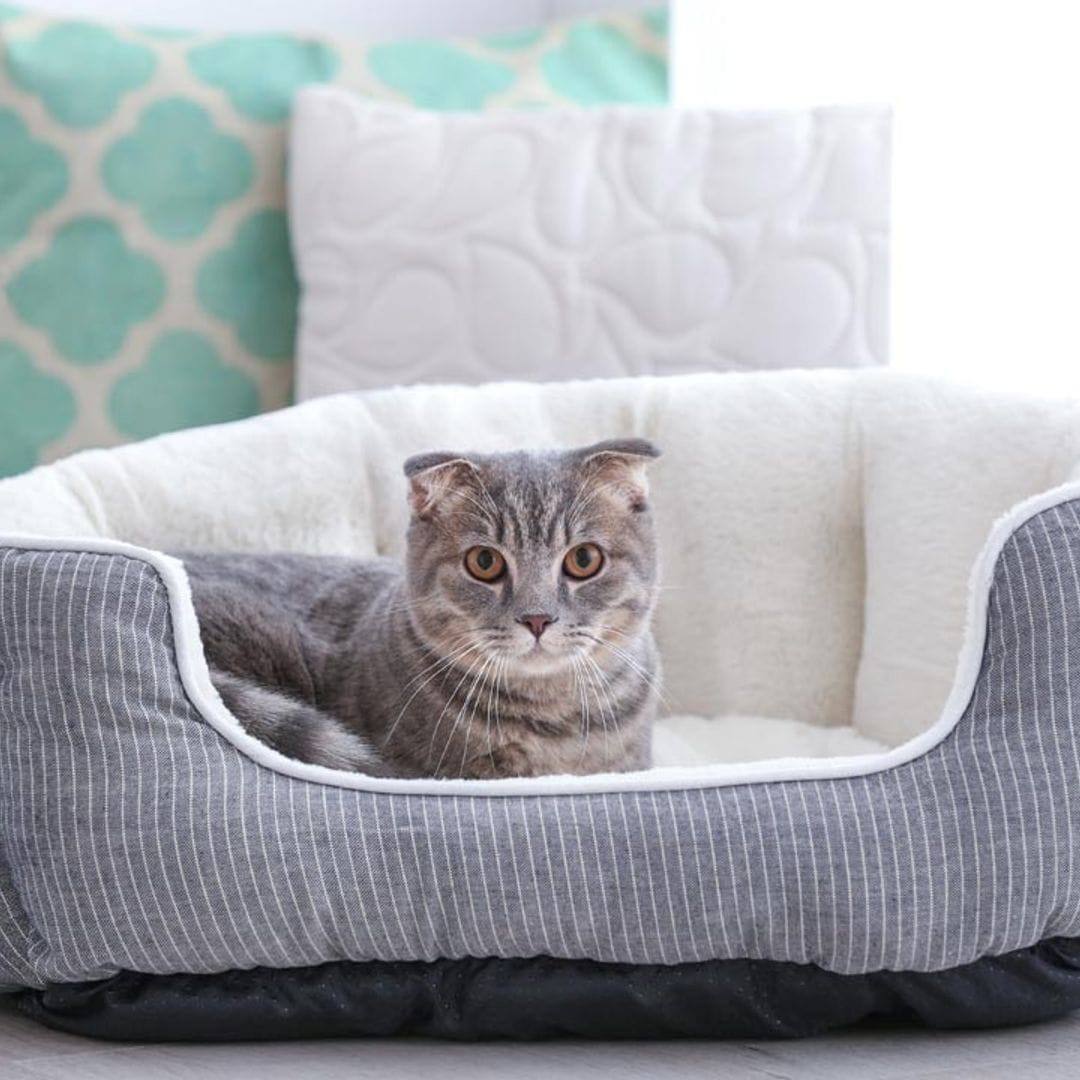 Consejos útiles para elegir la cama de tu mascota