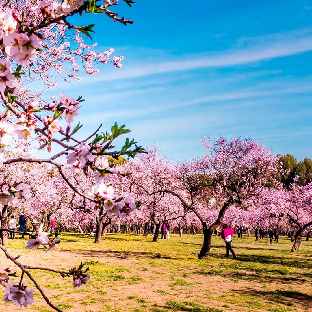 Dónde puedes ver este año los almendros en flor, el anticipo de la primavera