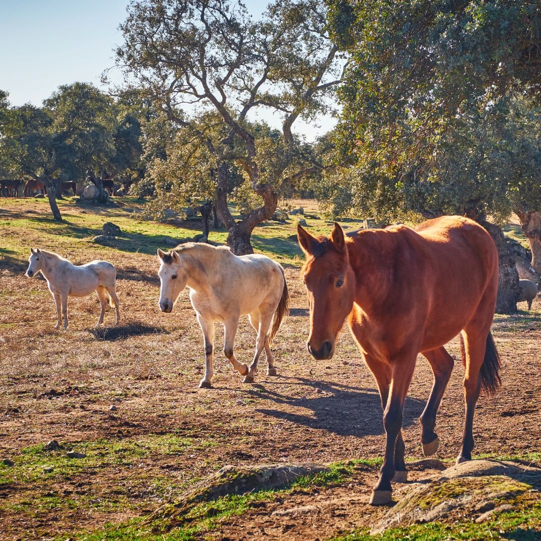 Caballos en la dehesa de Los Pedroches, Córdoba