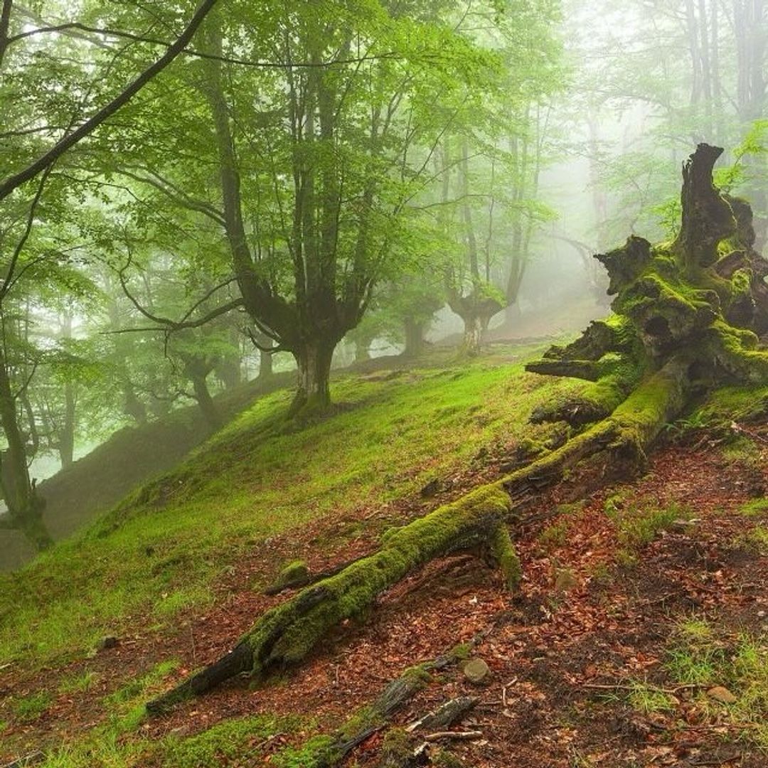 Hayedos de Ortzareta, del Parque Natural de Gorbeia, Álava