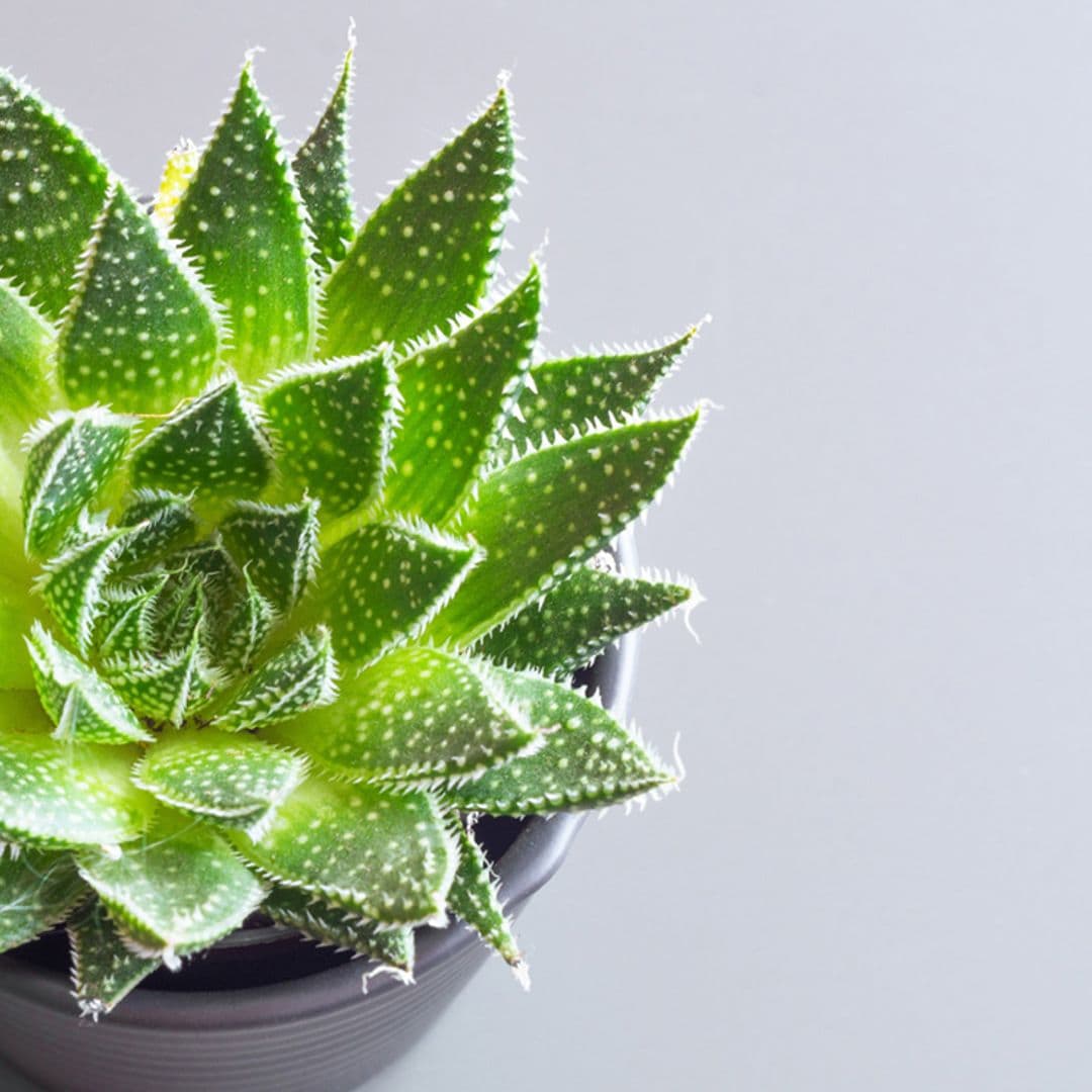 La resistente planta antorcha dará un toque original a la decoración de tu casa