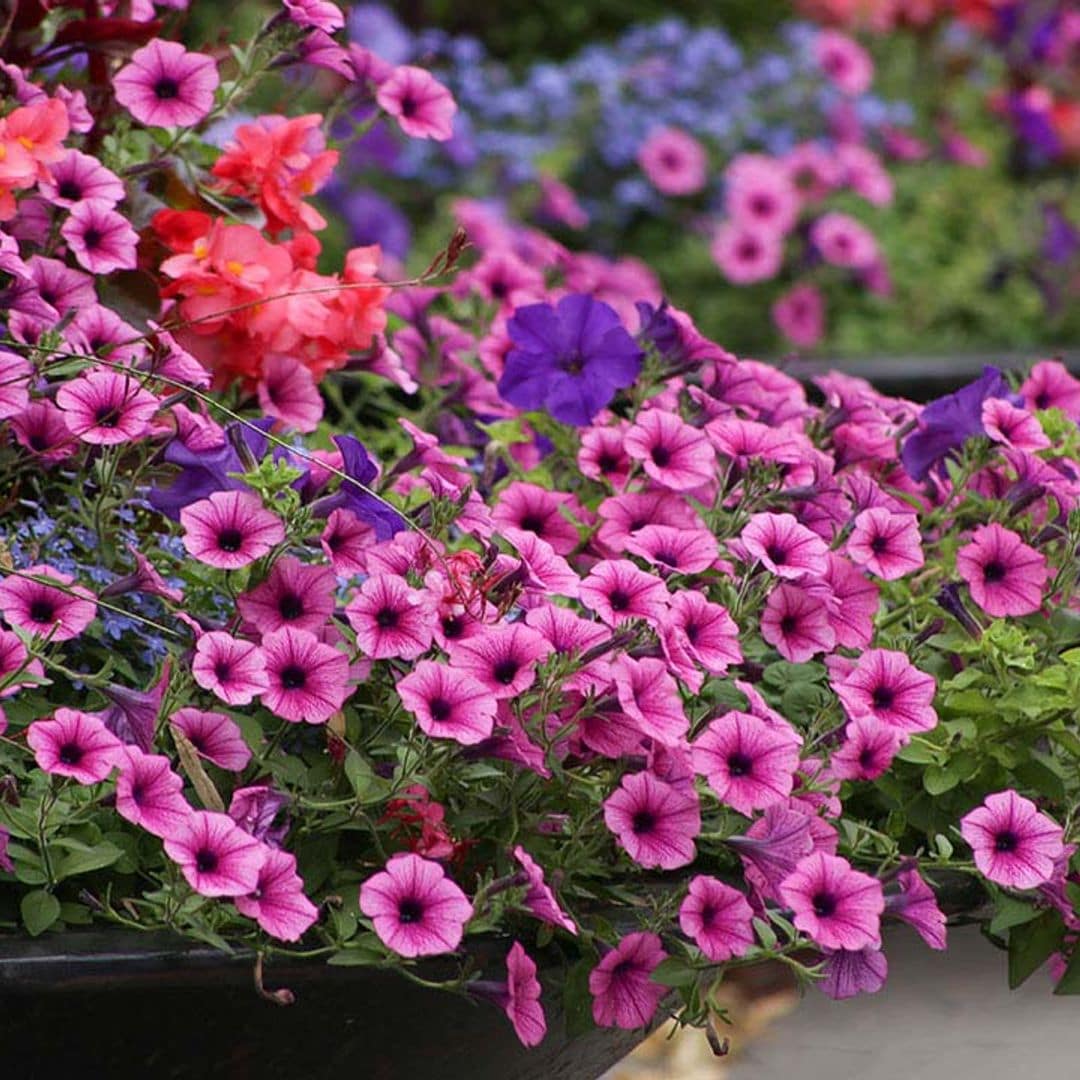 Cultivar surfinias, una forma infalible de añadir color y alegría al jardín