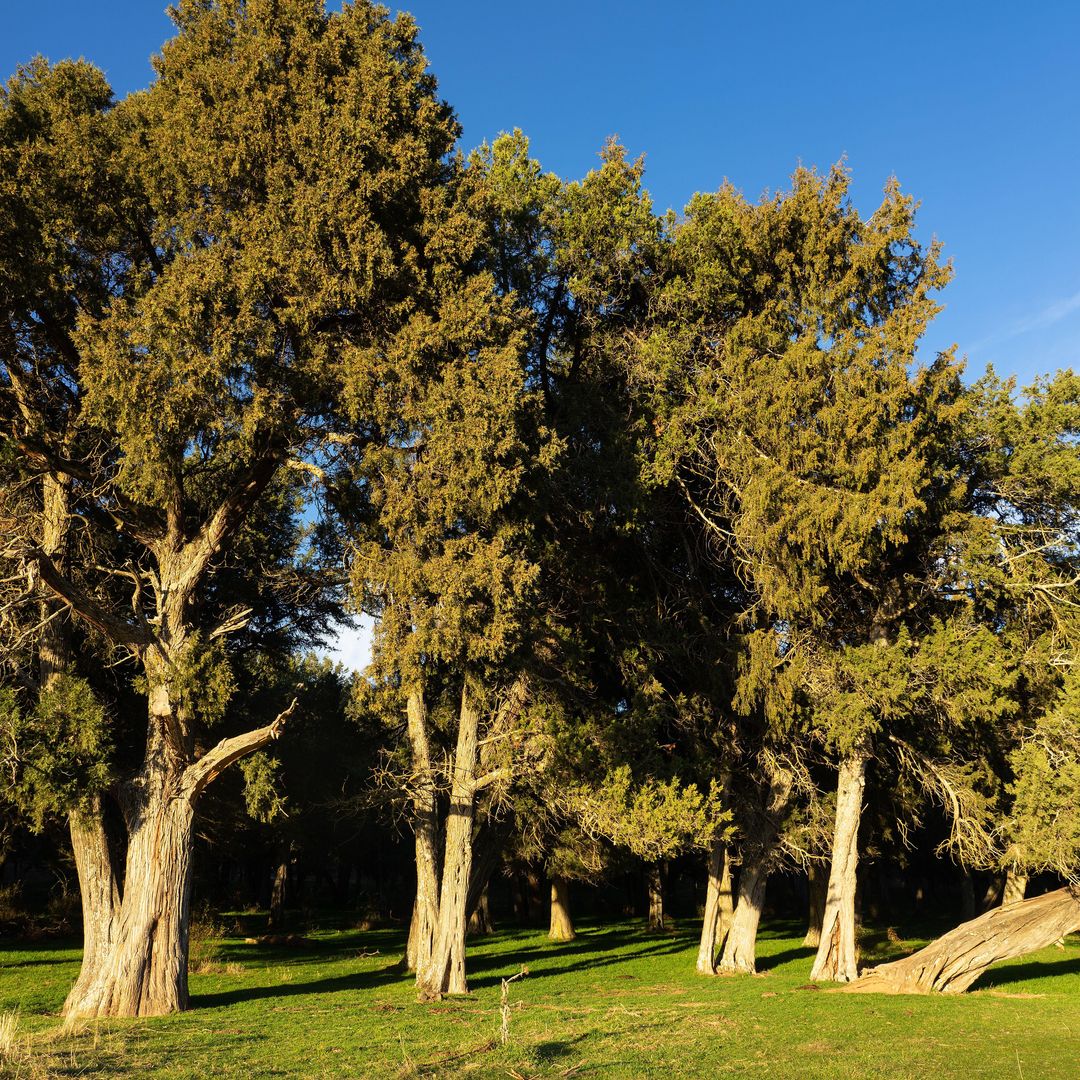 Sabinar de Calatañazor, Soria