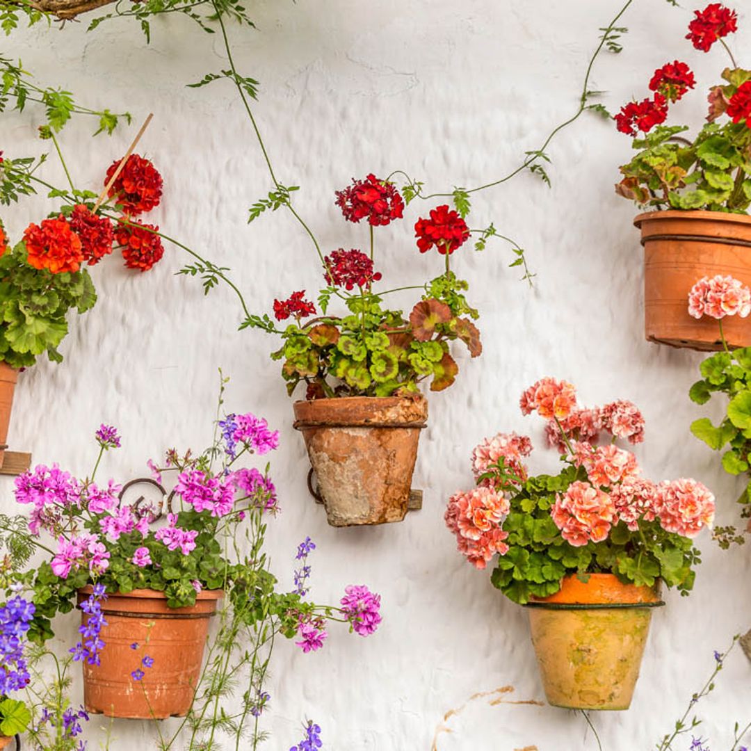 Así detectarás a la mariposa del geranio, una amenaza para estas preciosas flores