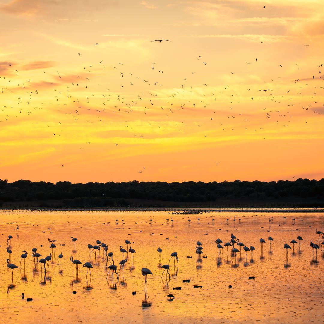 Flamencos al atardecer en el Parque Nacional de Doñana, Huelva