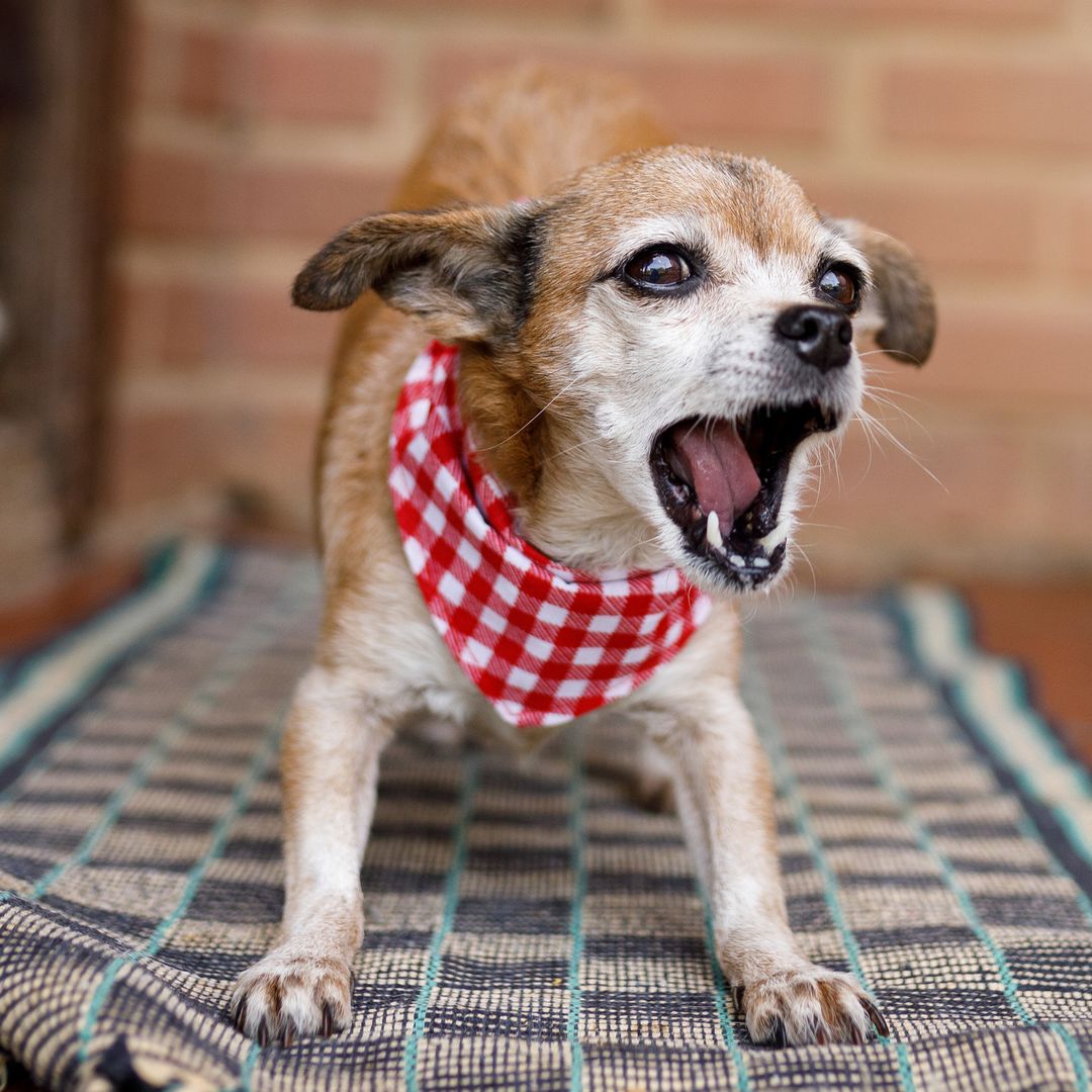 Viajar en Semana Santa con tu mascota: los errores que pueden provocar ansiedad (y cómo evitarlos), según una veterinaria