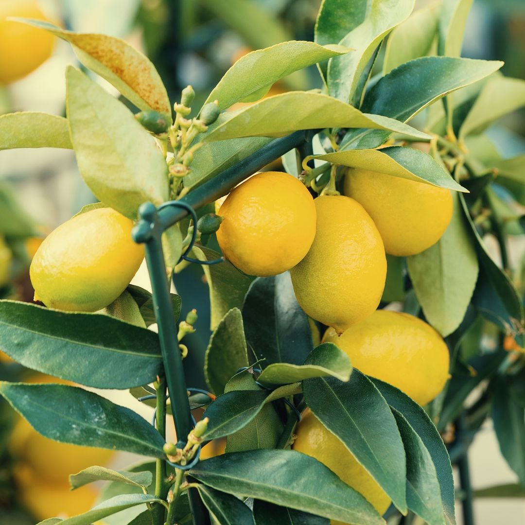 El secreto para tener limones frescos en casa, aunque no tengas jardín