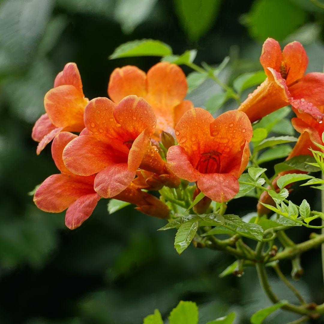 Secretos para cuidar la trompeta de fuego y lograr una floración espectacular