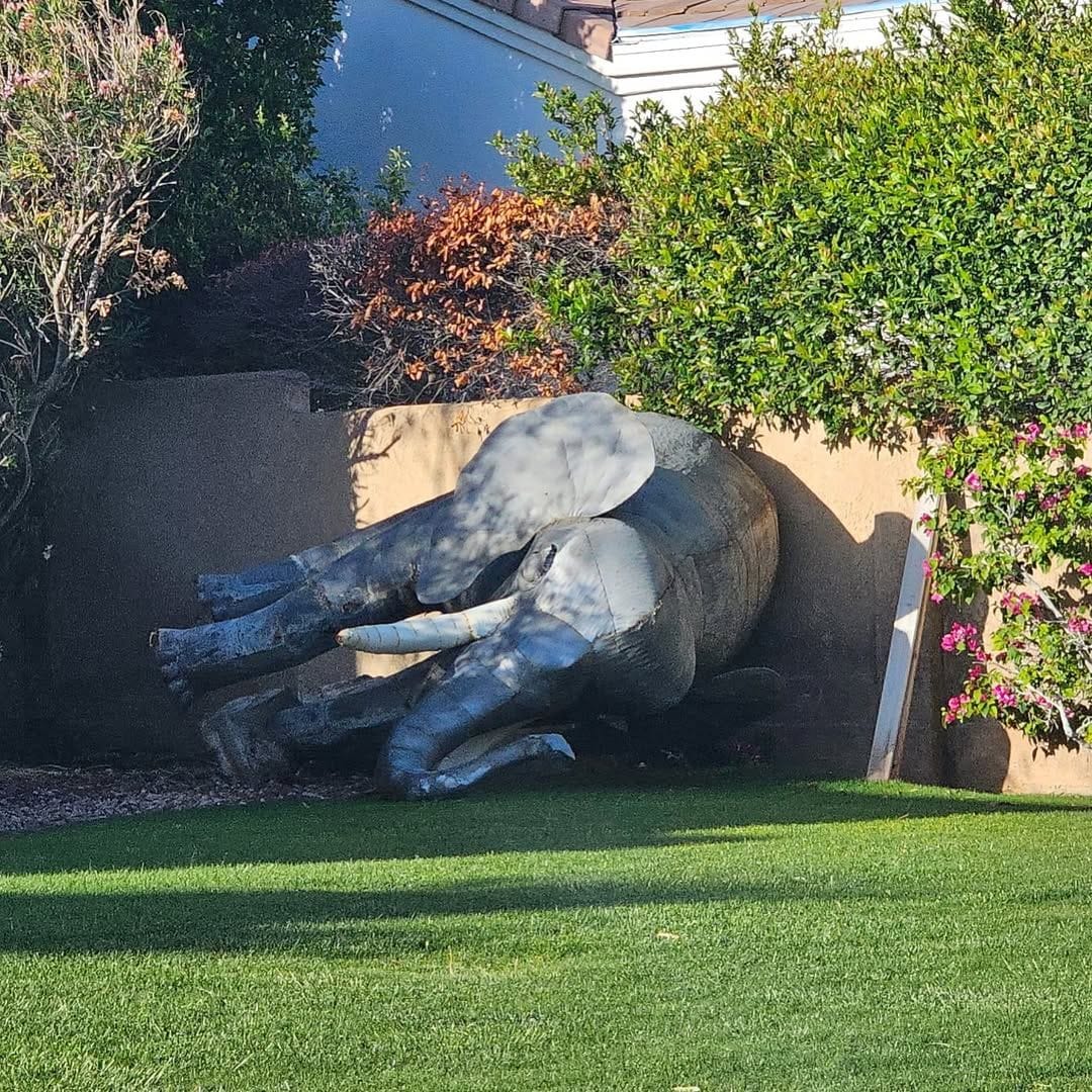 Un vecino llama a la policía por un 'elefante muerto' en el jardín… y se vuelve viral