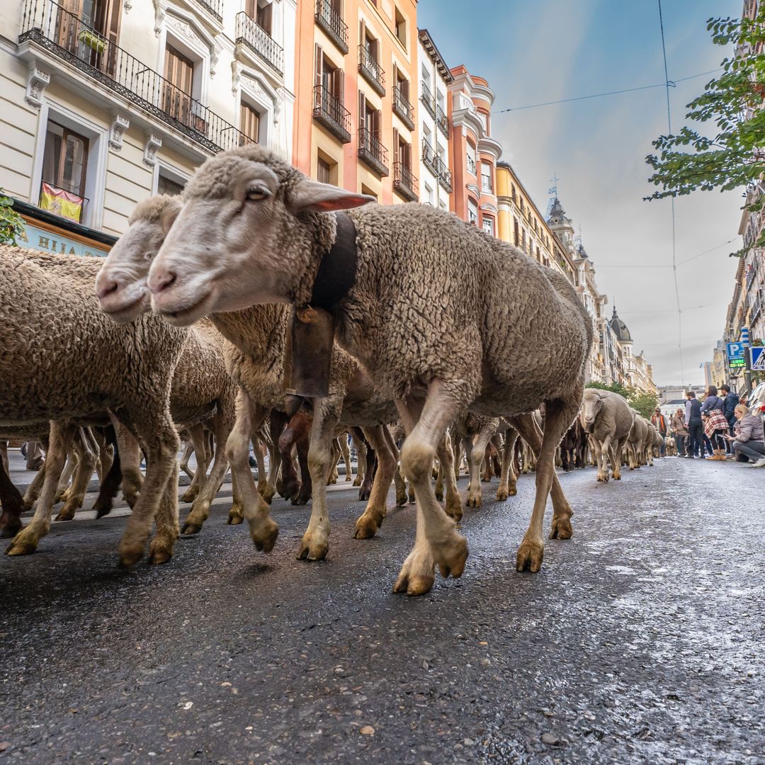 El sorprendente desfile de ovejas que transforma el corazón de Madrid este fin de semana