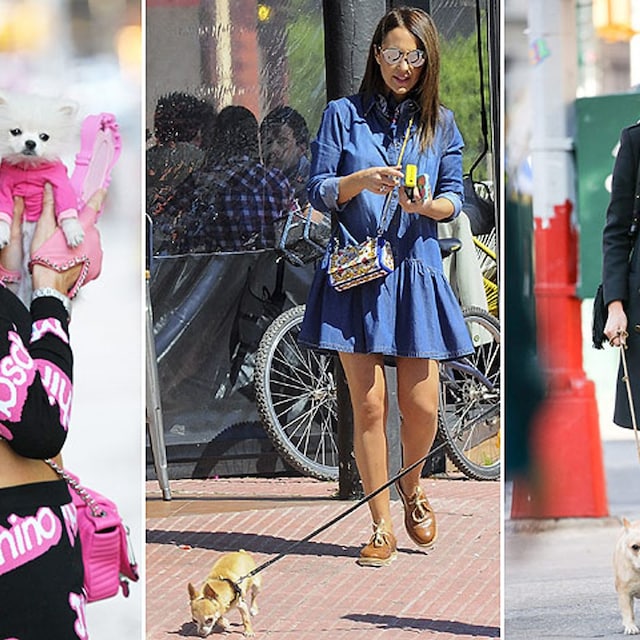 famosas mascotas estilo