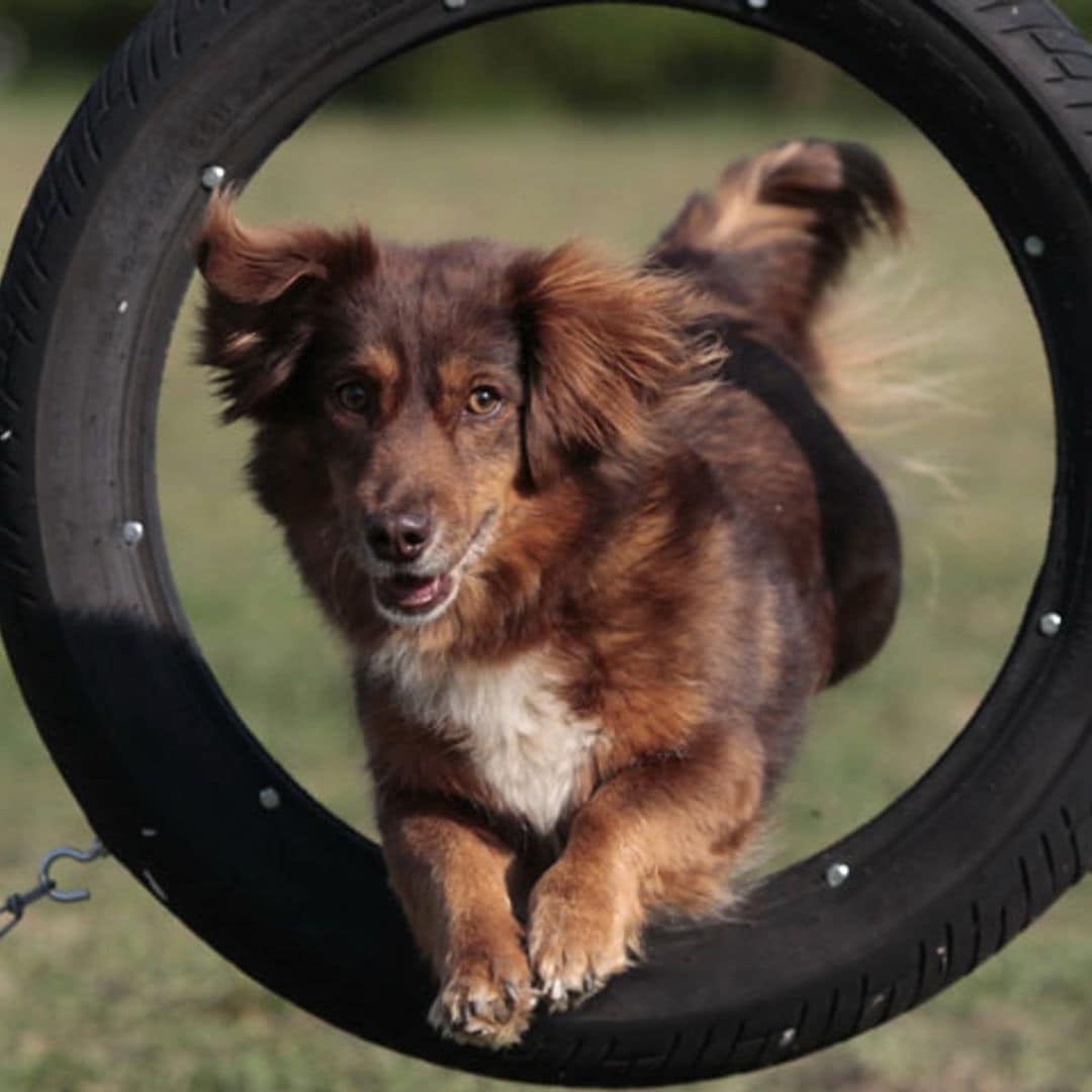 Consejos para practicar 'Agility' con tu perro