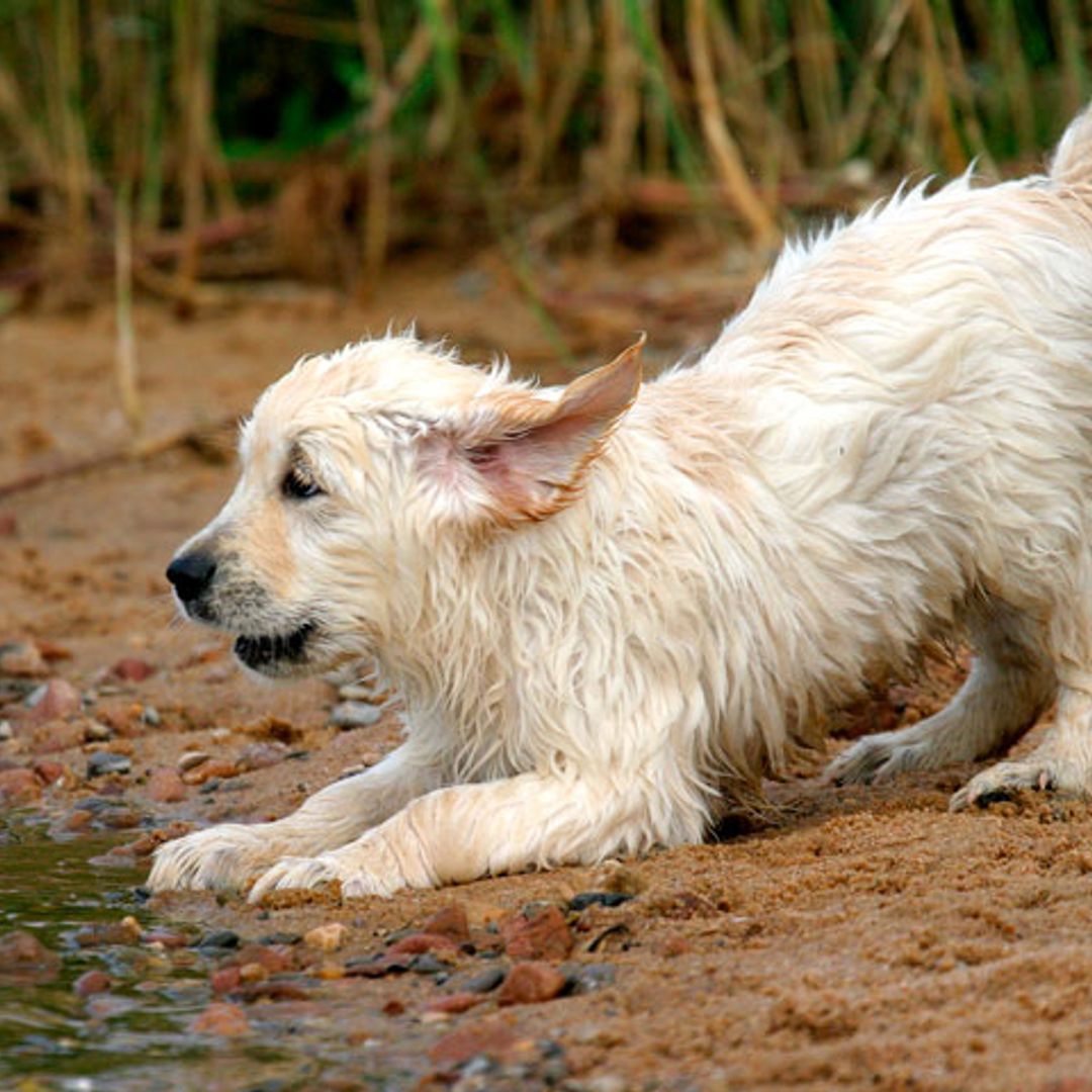 El inesperado rescate de un cachorro atrapado gracias al talento de un ingeniero indio