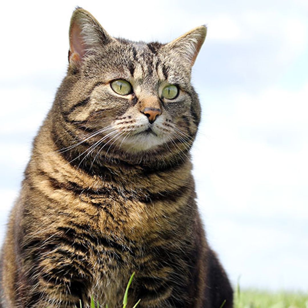 ¿Tu gato ha engordado? Presta atención, podría padecer una de estas enfermedades