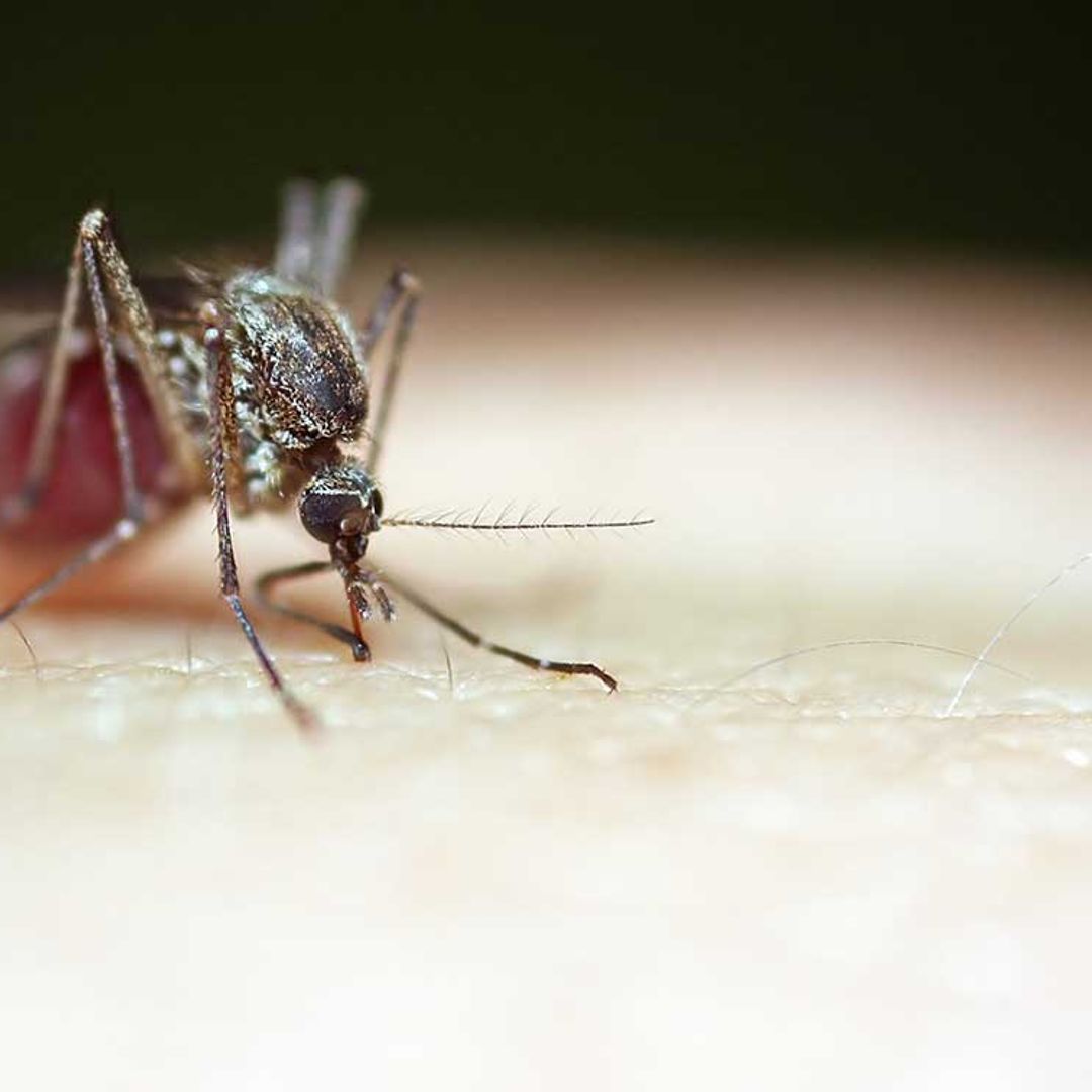 Todo lo que debes saber sobre el virus del Nilo