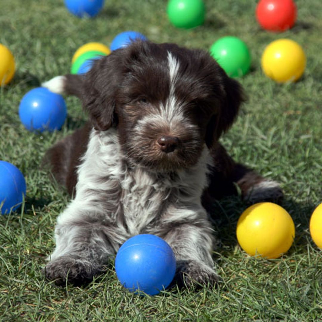 Aprende a elegir los juguetes más adecuados para tu mascota